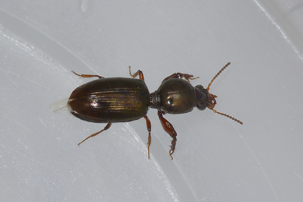 Dyschirius sp.